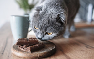 8 Alimentos prohibidos para gatos protege la salud de tu minino