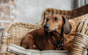 Perro salchicha origen y curiosidades