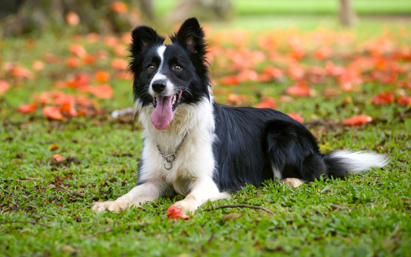 Border Collie Origen y Curiosidades