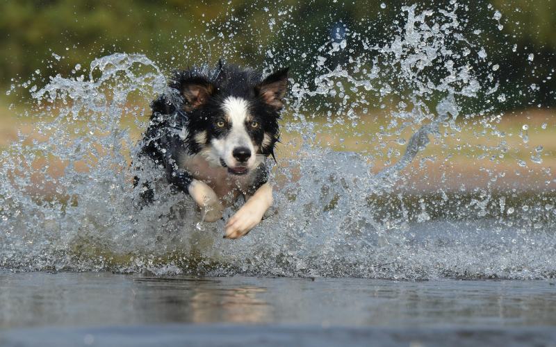 Border Collie Origen y Curiosidades