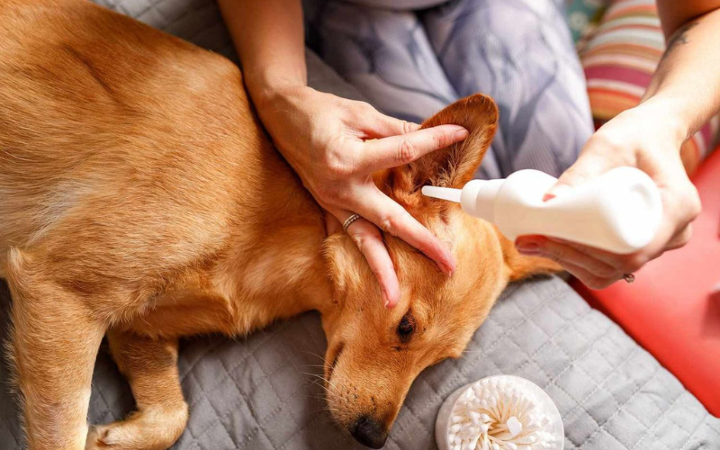 Cómo prevenir problemas en las orejas de nuestras mascotas