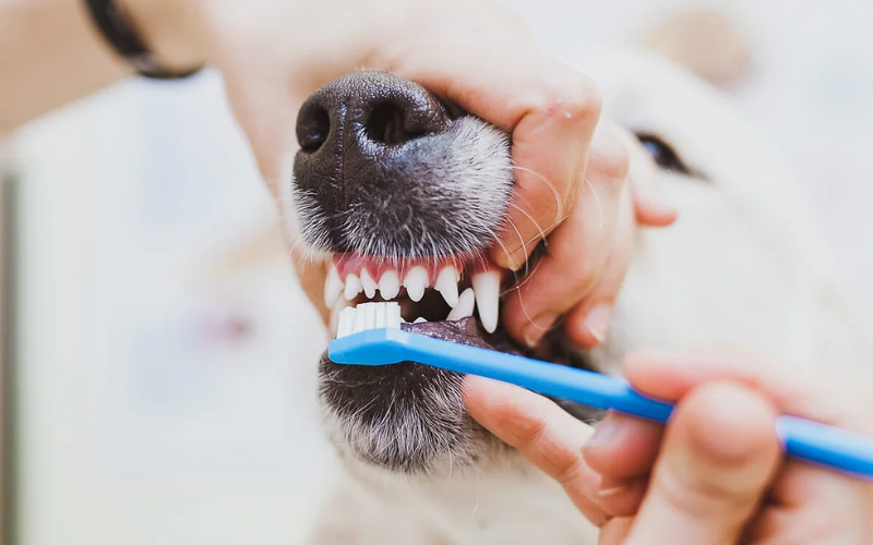 Cuidado dental en perros claves para su bienestar