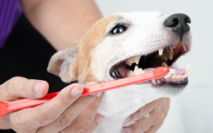 Cuidado dental en perros claves para su bienestar