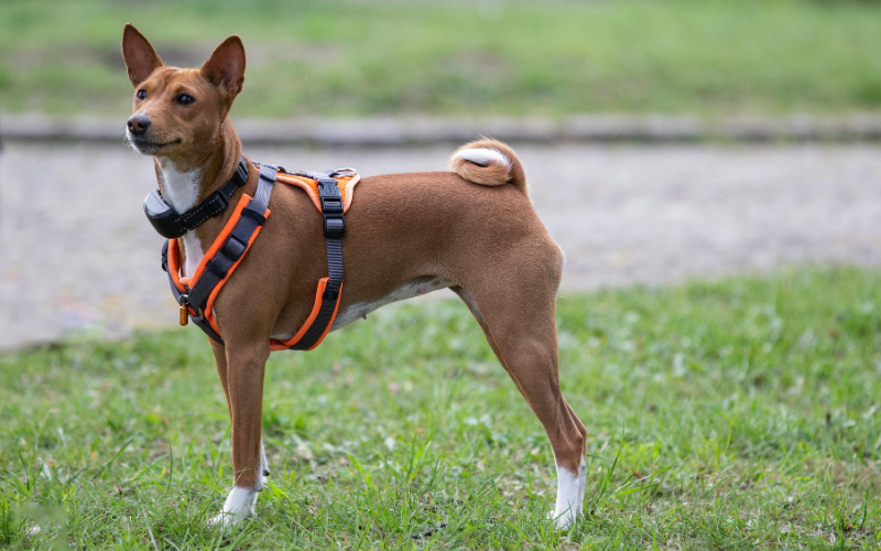 Pretal o collar ¿Qué conviene para nuestras mascotas