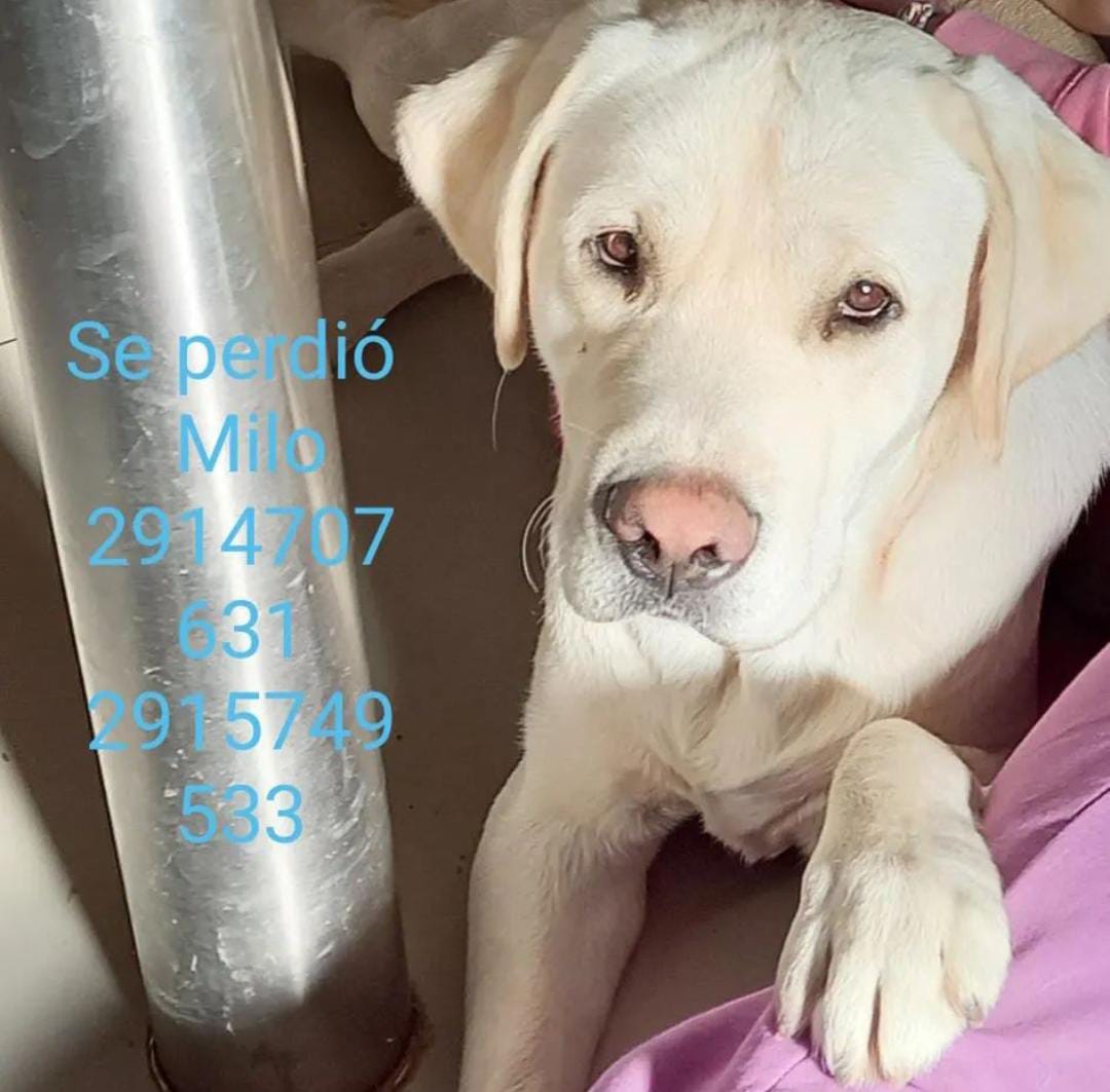 Milo huellitas perdidas
